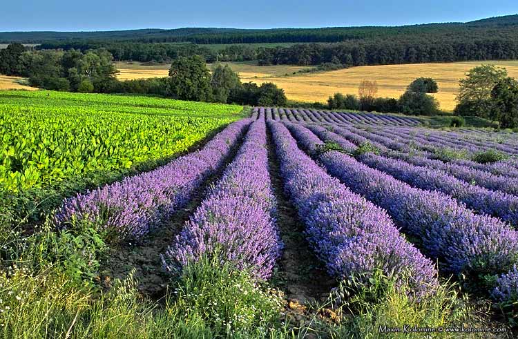 эмиграция в Болгарию
